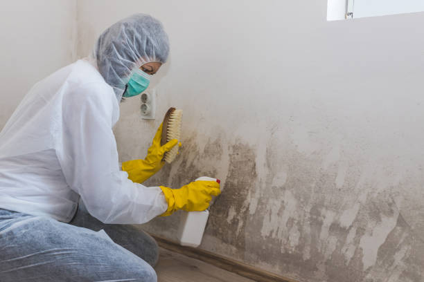 Mold Removal for HVAC Installations in Ruhenstroth, NV